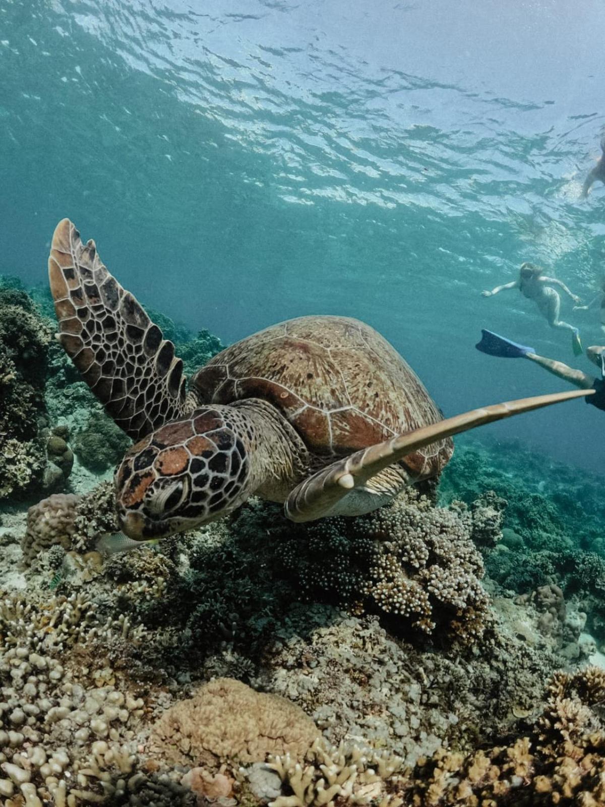 Tipsea Turtle Gili Air Hotel Exterior photo